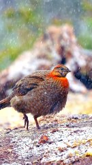 Beautiful Birds in the World | Nature Video | Peaceful Environment