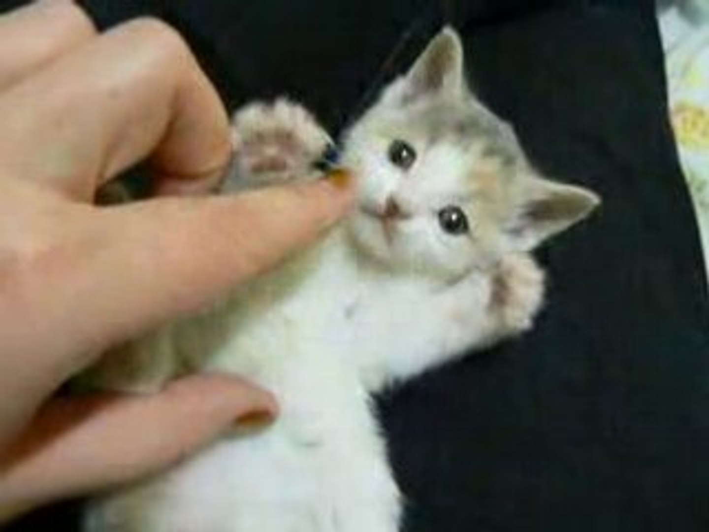 chaton trop mignon ET si drôle - Vidéo Dailymotion