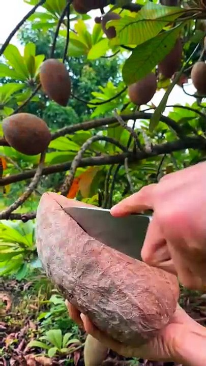 Bibit sawo super junbo