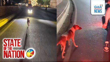 Asong naligaw, sinundan ang magkasintahang nakamotorsiklo; naiuwi rin sa amo | SONA