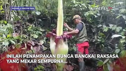 Tinggi Menjulang! Bunga Bangkai Berukuran 2 Meter Mekar Sempurna di Sumbar