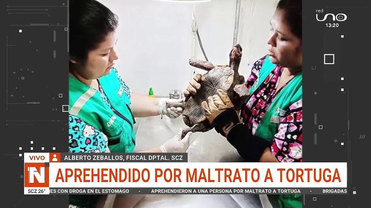 caso tortuga
