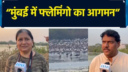 Nature lovers के लिए तोहफा, Mumbai में Flamingo Birds का आगमन