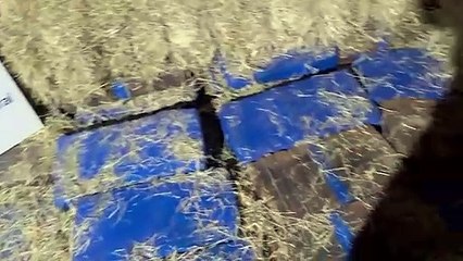 Receita Federal apreende mais de uma tonelada de maconha em caminhão na BR-277