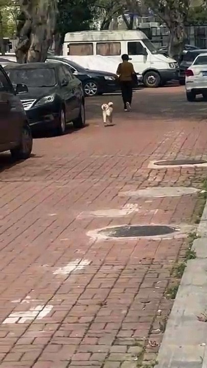 Could you name a happier dog ?