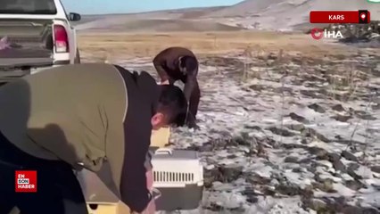 Kars’ta büyüyen yavru tilkiler doğaya bırakıldı