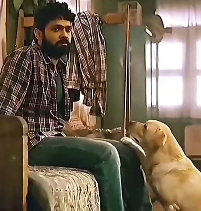 Do you know how loyal dogs are?