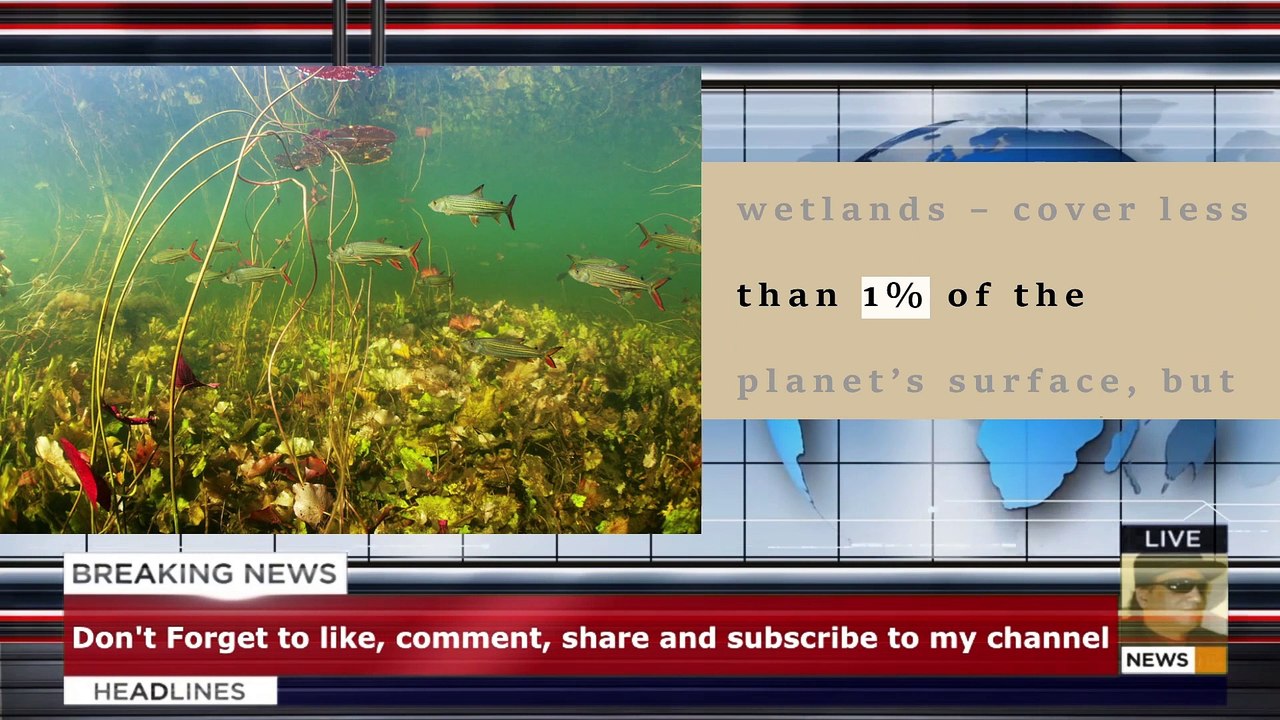 New research shows a quarter of freshwater animals are threatened with extinction