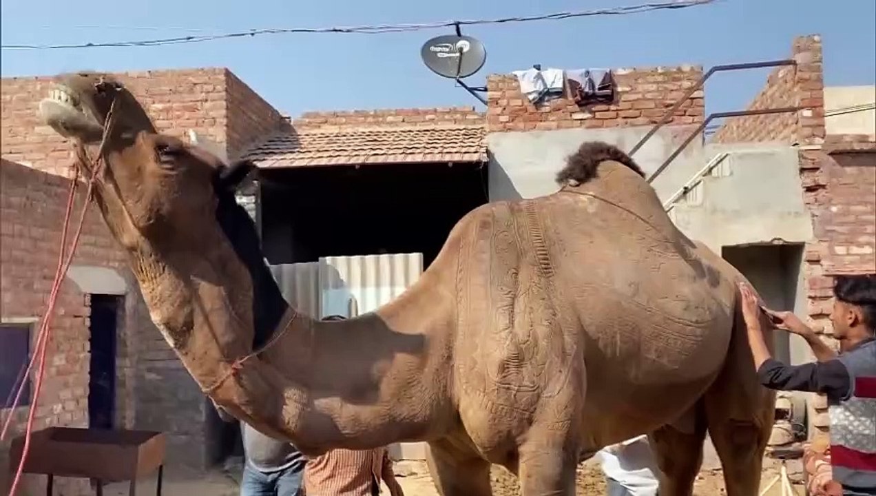 Hn_Ani_Bikaner_Preparations_In_Full_Swing_Ahead_04-40-50