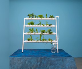 De la semence à la réussite : Conseils essentiels pour le jardinage !