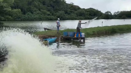 Edwin Gómez y el arte de cuidar miles de camarones