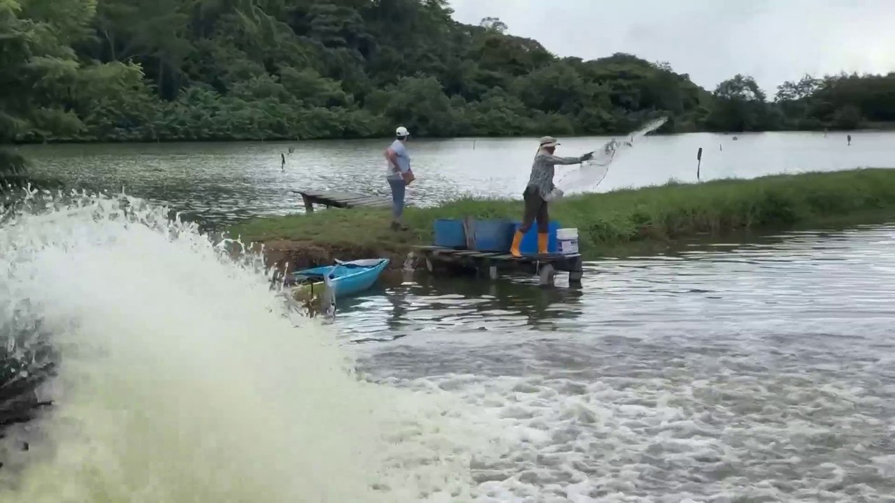 Edwin Gómez y el arte de cuidar miles de camarones