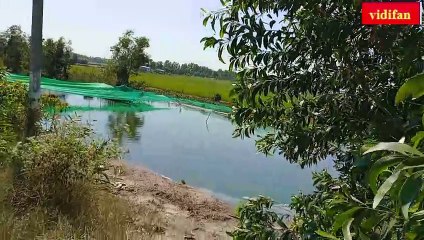 snakehead fish farming in pond