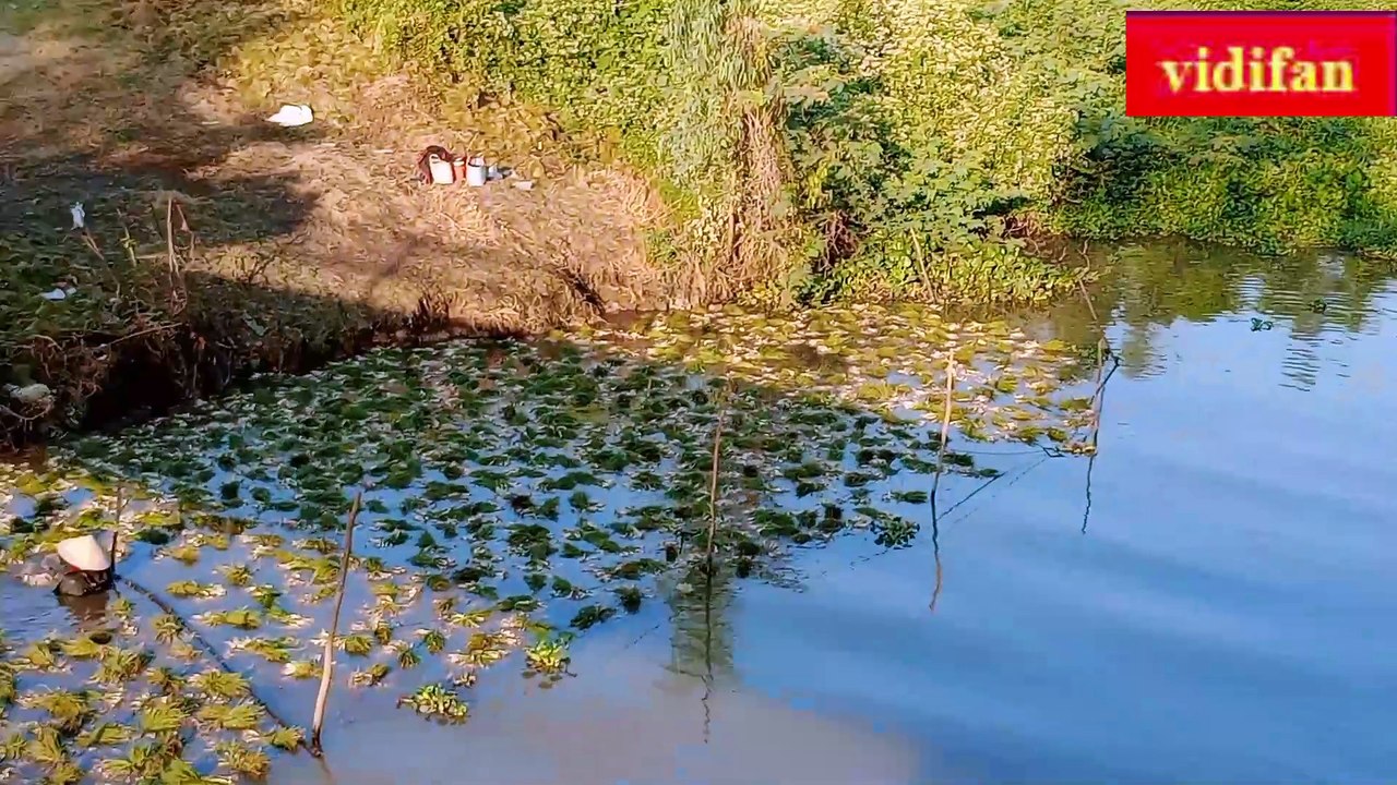 clean Chinese onion on the river