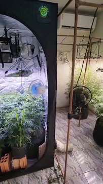 Policiais encontram fábrica de maconha em casa e prendem homem de 40 anos