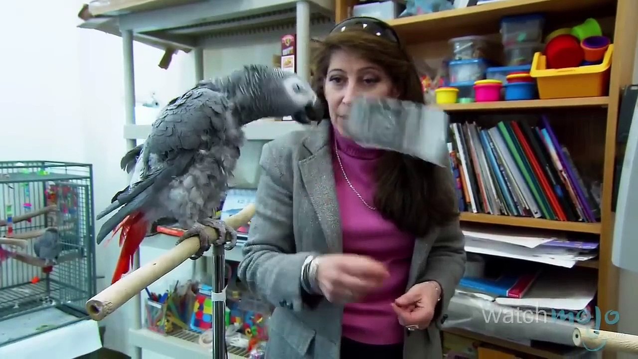 Top 10 Most Intelligent Animals(720P_HD)