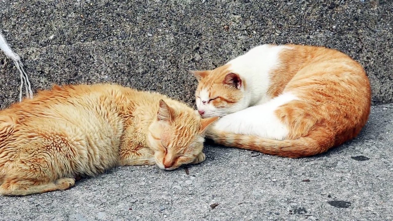 Cats Sleeping on the Floor