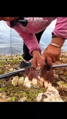 Harta Karun Emas Hutan