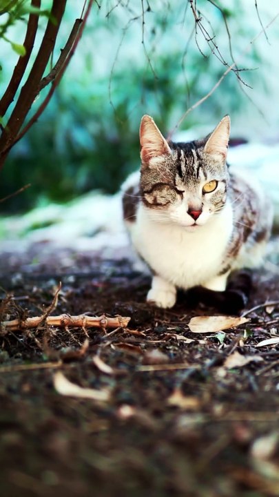 A close-up of a one-eyed cat reveals a story of resilience and uniqueness. The remaining eye, vibrant and expressive, captures your attention, shining with intelligence and mystery