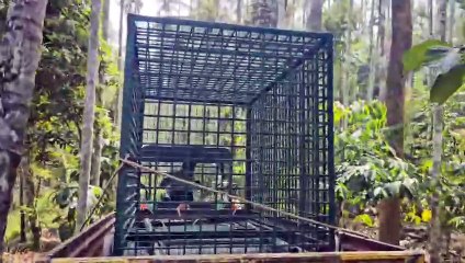 വീണ്ടും കടുവയുടെ ആക്രമണം:ആടിനെ കൊന്നു