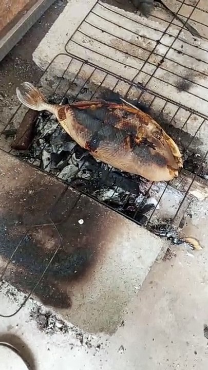 Grilling Jebung Fish in the Wild! Smoky and Delicious! 🐟🔥