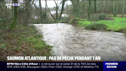La pêche de saumon atlantique et de truite de mer interdite en Bretagne pour toute l'année 2025