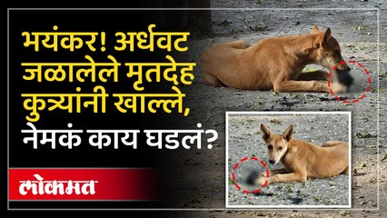 अर्धवट जळालेले मृतदेह कुत्र्यांनी खाल्ले, वैकुंठ स्मशानभूमीत नेमकं काय घडलं?