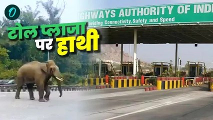 हरिद्वार हाईवे पर लच्छीवाला टोल प्लाजा पर आ धमका हाथी, मची अफरा तफरी