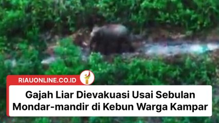 Gajah Liar Dievakuasi Usai Sebulan Mondar-mandir di Kebun Warga Kampar
