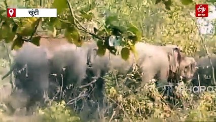 हाथियों के दहशत में ग्रामीण, फसलों और घरों को बचाने के लिए कर रहे रातजग्गा