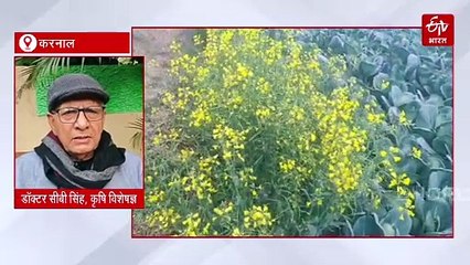 सब्जियों पर ठंड का अटैक, फसल नुकसान से किसान परेशान, विशेषज्ञ दे रहे फसल बचाव के खास टिप्स