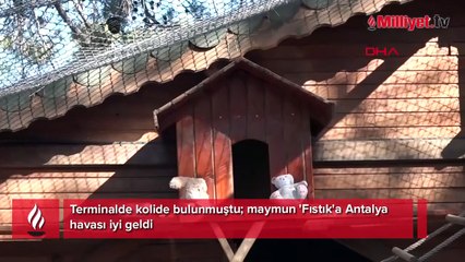 Antalya’da terminalde koli içerisinde bulunmuştu! 'Fıstık'tan haber var