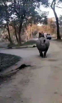 Mother & Daughter Fall In Front of Dangerous Rhinos at Kaziranga Park