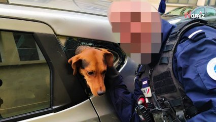 Caen : atteint de problèmes neurologiques, il oublie où il a garé sa voiture... avec son chien à l'intérieur