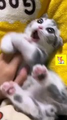 Cannot resist this cuteness.