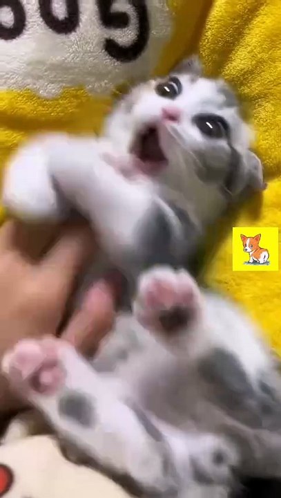 Cannot resist this cuteness.