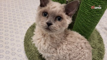 Un refuge met à l’adoption trois chatons rares : en quelques minutes, il établit un record