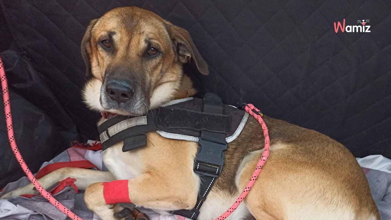 Attaché au portail du refuge en pleine nuit, ce chien est pourtant gentil et il rêve d'une véritable famille