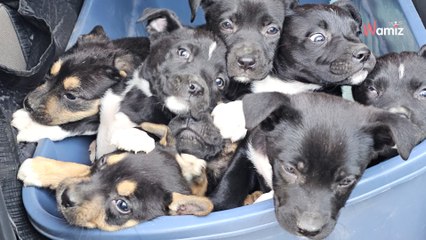 Il promène son chien dans un parc le jour de l'An : l'année commence avec la plus grande des surprises