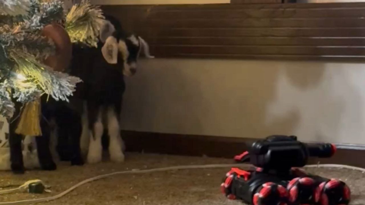 Baby goats hilariously react to a remote-controlled toy tank during indoor playtime