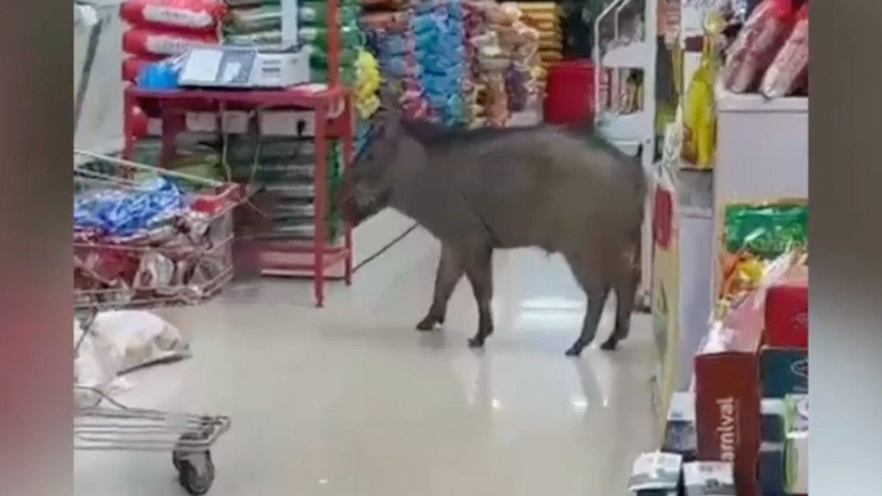 Chaotisches Video zeigt Wildschweinwandergänge im Supermarkt
