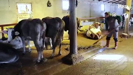 Masabaşı işi bırakıp 12 inek ile köyde hayvancılığa başladı