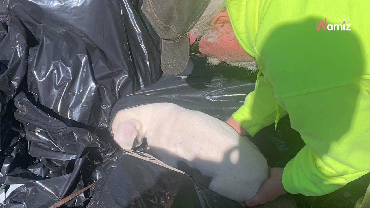 Müllabfuhr findet einen Müllsack mit Kuscheltieren und entdeckt schnell ihren schrecklichen Fehler