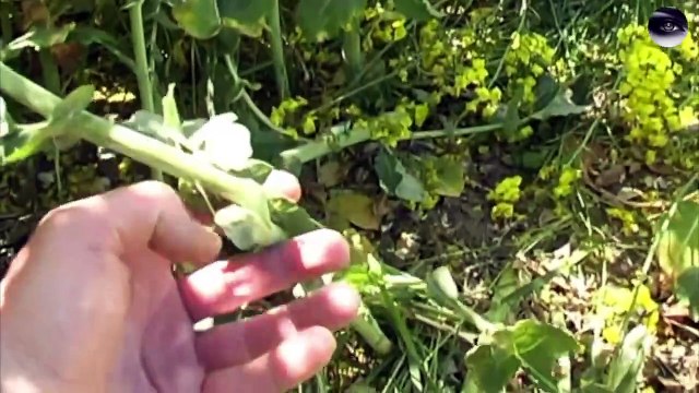 Crop Circles 2024 - Archive ; this crop circle is a HOAX. Wilton Windmill May 2010 - Wiltshire