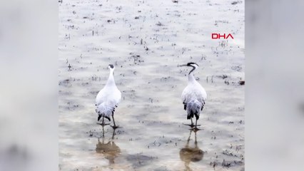 Ekşisu Sazlığı’nda koruma altındaki turnalar görüntülendi