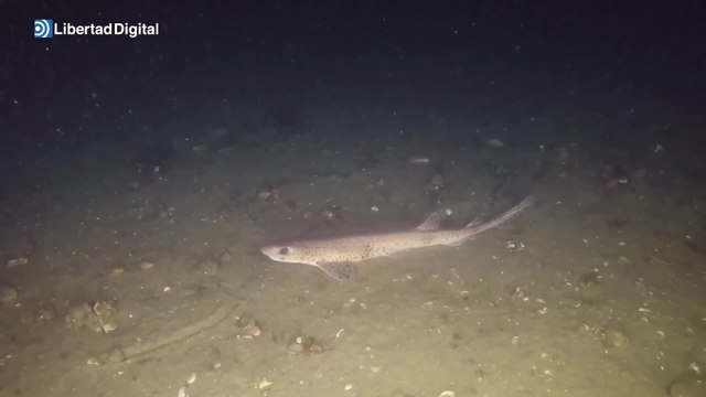 Así es la fauna marina que se descubre en una inmersión submarina en las Rías Baixas