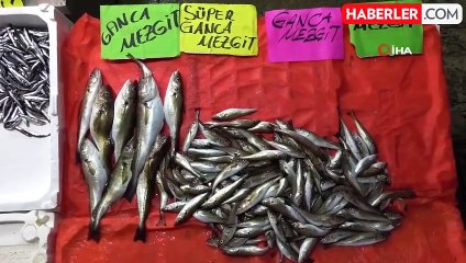 Ordu'da Dev Mezgitle Büyük İlgi: Kilosu 500 TL