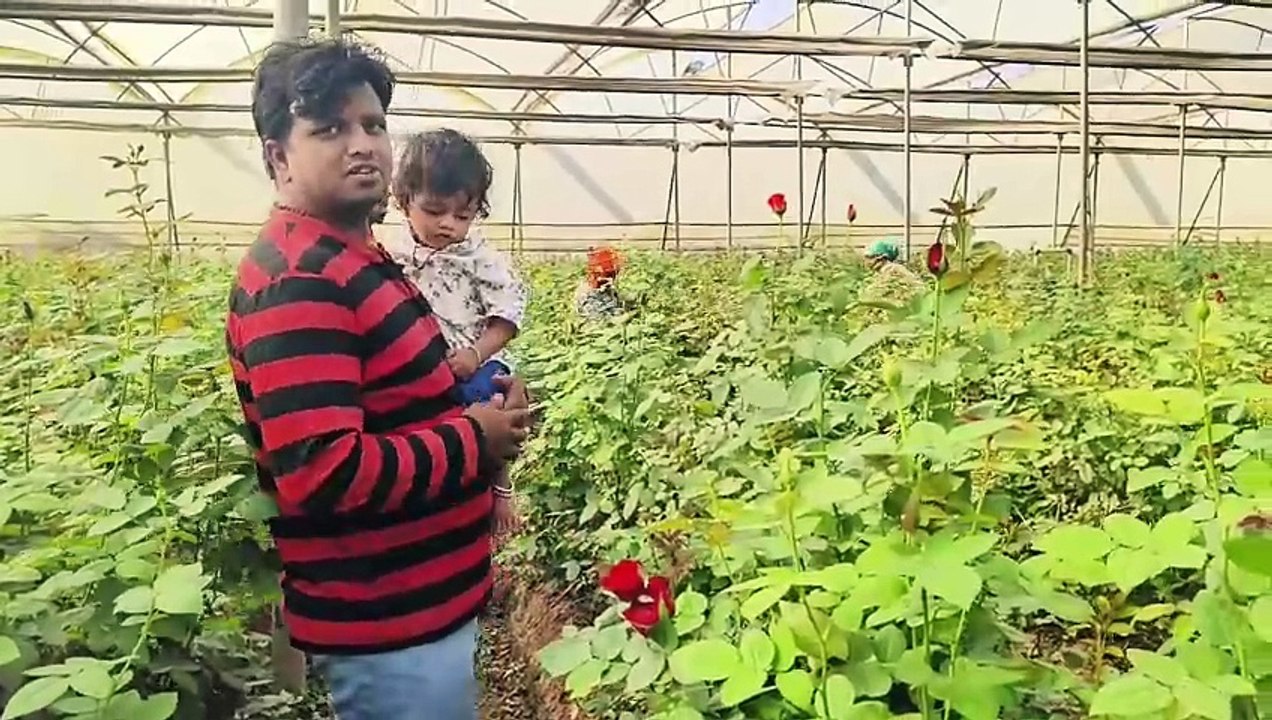 लॉकडाउन में आई बेरोजगारी : पत्नी ने दिया आइडिया आज गुलाब की खेती कर लाखों कमा रहा युवक उड़ीसा जाता है यहां का गुलाब बालोद जिले को आज कर रहे रिप्रेजेंट