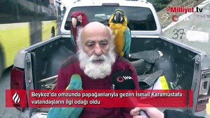 İstanbul'un "Papağanlı Amcası" görenlerin ilgi odağı oluyor