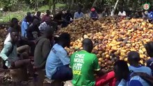 Région- Abengourou / Ecabossage traditionnel du cacao : des chocolatiers et des entreprises en immersion à affalikro